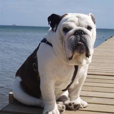 Engelsk bulldog Frede - RIP - ses basse