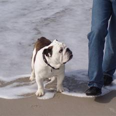 Engelsk bulldog Frede - RIP - ses basse