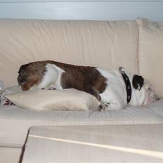 Engelsk bulldog Frede - RIP - ses basse