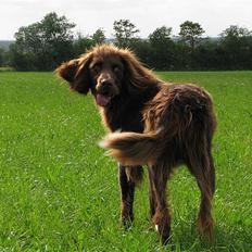 Langhåret hønsehund Uglemosens Malick (hos mine forældre)