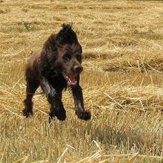 Langhåret hønsehund Uglemosens Malick (hos mine forældre)