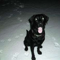 Labrador retriever Nando