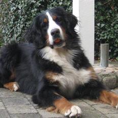 Berner sennenhund Senna