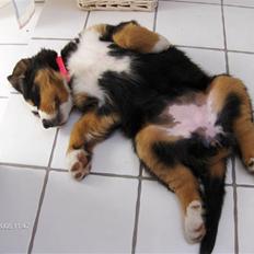 Berner sennenhund Senna