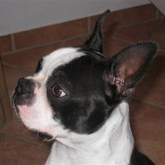 Boston terrier William Karlo