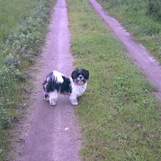 Lhasa apso lunafisen