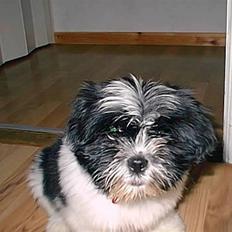 Lhasa apso lunafisen