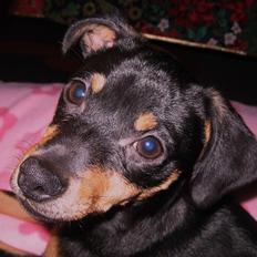 Dvaergpinscher Malou