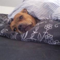 Staffordshire bull terrier Hailie