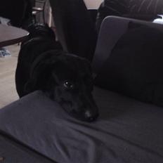 Blanding af racer Choice