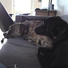 Blanding af racer Choice