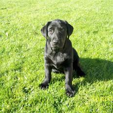 Labrador retriever Luna