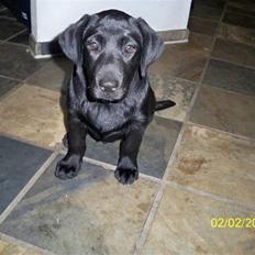 Labrador retriever Luna