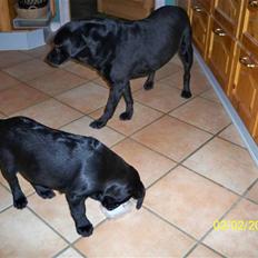 Labrador retriever Luna