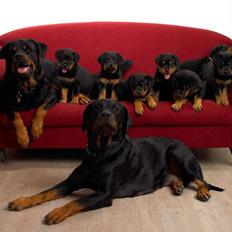 Rottweiler Berta