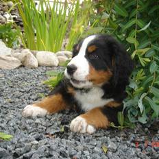 Berner sennenhund kiki