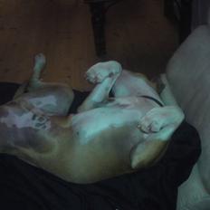 Amerikansk staffordshire terrier Great Vikings Womanizer 