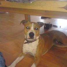 Amerikansk staffordshire terrier Great Vikings Womanizer 