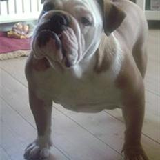 Engelsk bulldog Mira