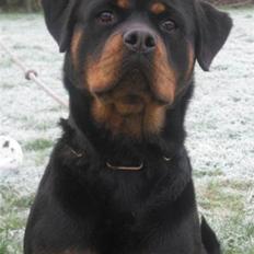Rottweiler Babe wom Hause Wenorra