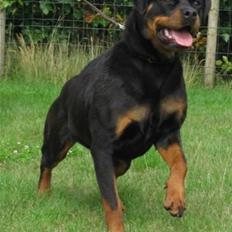 Rottweiler Babe wom Hause Wenorra