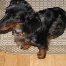 Dværggravhund Molly