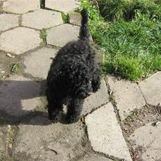 Mellempuddel Robin Hood