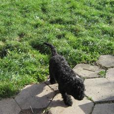 Mellempuddel Robin Hood