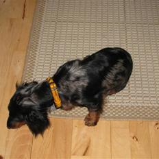 Dværggravhund Molly