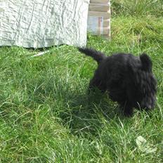 Mellempuddel Robin Hood