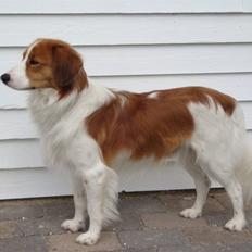 Kooikerhondje Vitovanis Bernardo De Bel Tar