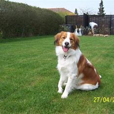 Kooikerhondje Vitovanis Bernardo De Bel Tar