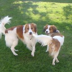 Kooikerhondje Vitovanis Bernardo De Bel Tar