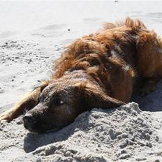 Blanding af racer Tyson