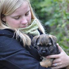 Border terrier Lutra's Morgan