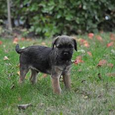 Border terrier Lutra's Morgan