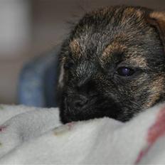 Border terrier Lutra's Morgan