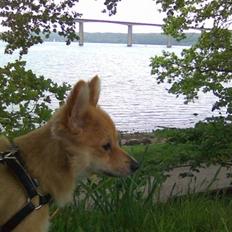 Blanding af racer gangster Tyson ;)