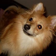 Blanding af racer gangster Tyson ;)