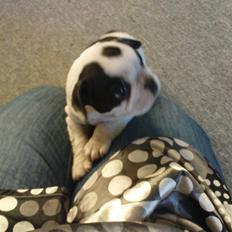 Fransk bulldog sally