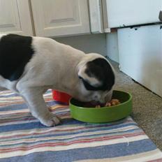 Fransk bulldog sally