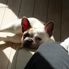 Fransk bulldog Bijous Freja