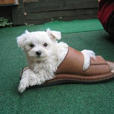 Malteser Bonnie (Himmelhund)