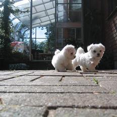 Malteser Bonnie (Himmelhund)