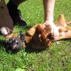 Griffon petit brabancon Frankie