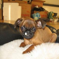 Griffon petit brabancon Frankie