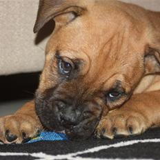 Blanding af racer KARLO