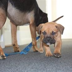 Blanding af racer KARLO