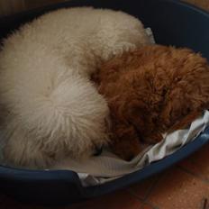 Bichon à poil frisé Snow All You Need (Nanok)