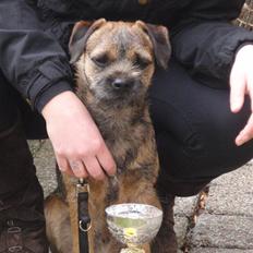 Border terrier Lutra´s Glenlivet (Coppi)